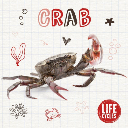 Crab Life Cycles