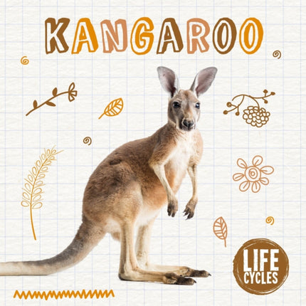 Kangaroo Life Cycles