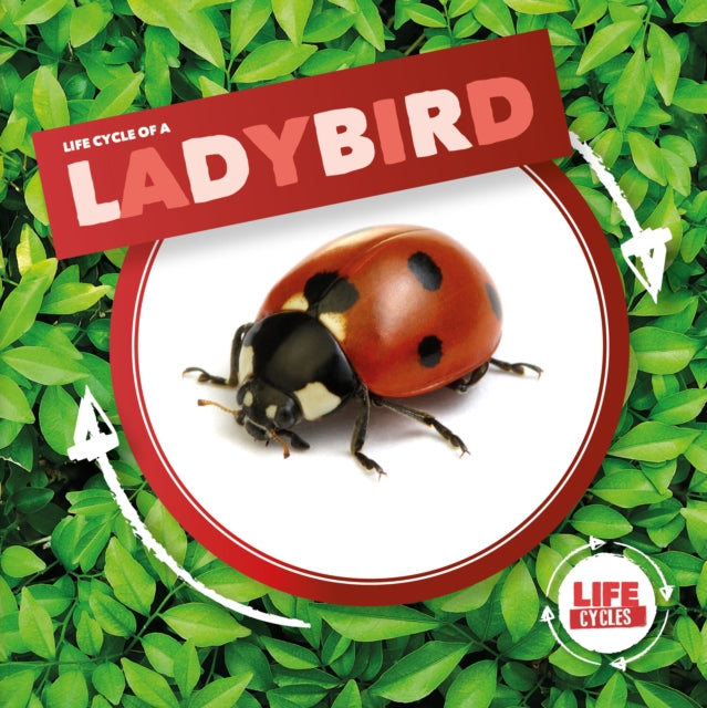 Ladybird