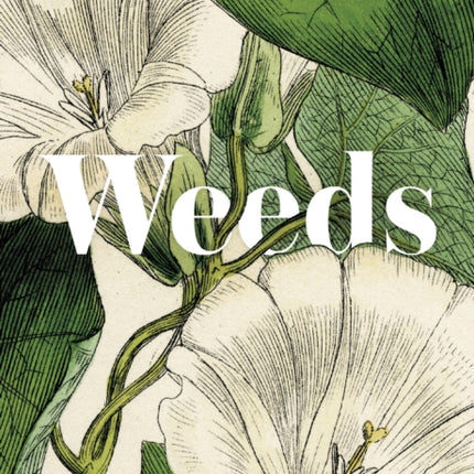 RHS Weeds: the beauty and uses of 50 vagabond