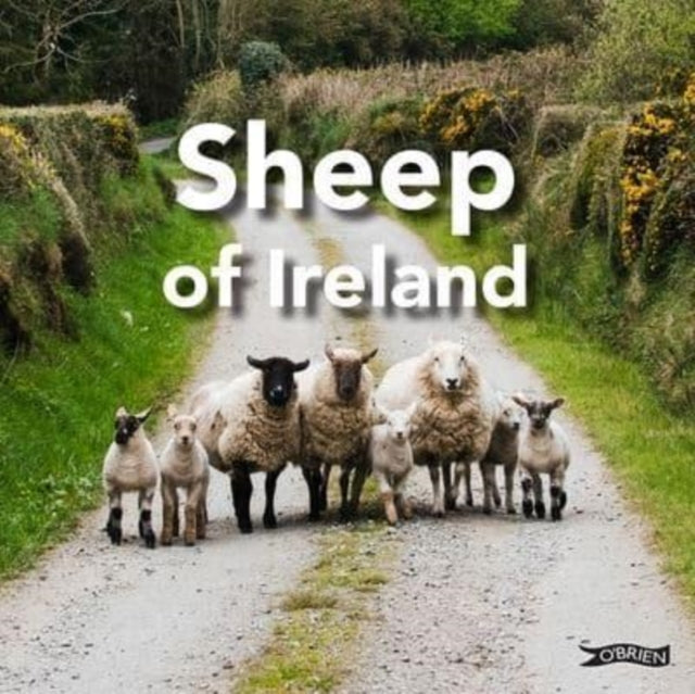 Sheep of Ireland