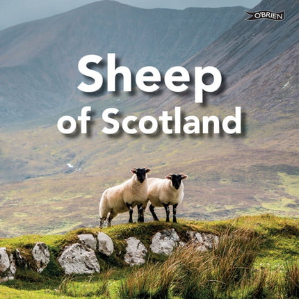 Sheep of Scotland