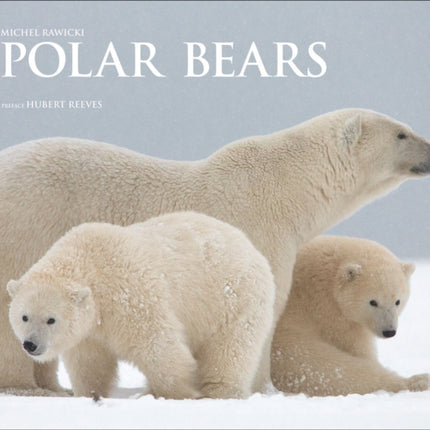 Polar Bears: A Life Under Threat