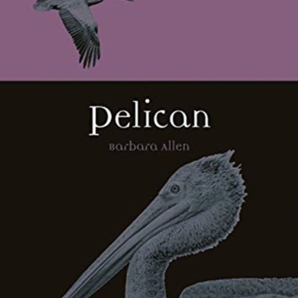 Pelican