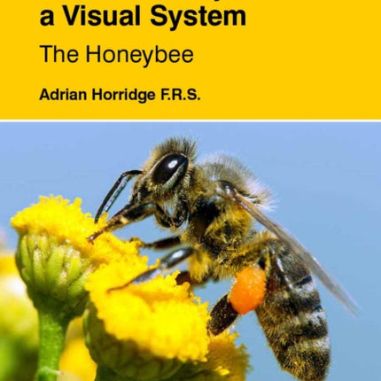 Discovery of a Visual System - The Honeybee, The