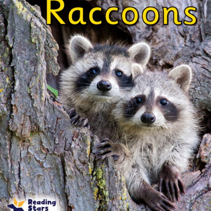 Raccoons: Phase 4