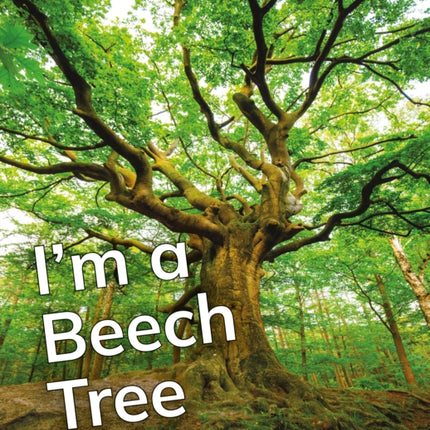 Im a Beech Tree