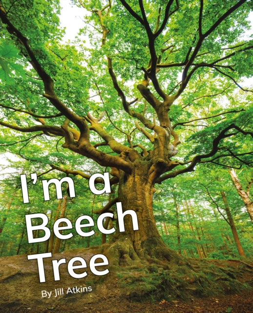 Im a Beech Tree