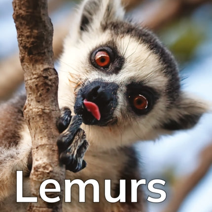 Lemurs