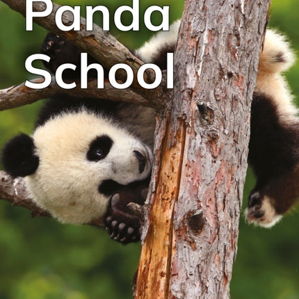 Panda School