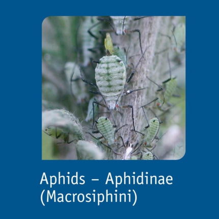 Aphids  Aphidinae Macrosiphini