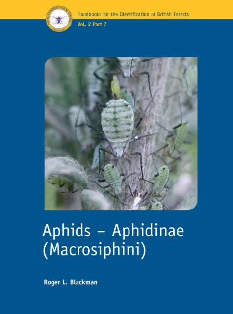 Aphids  Aphidinae Macrosiphini