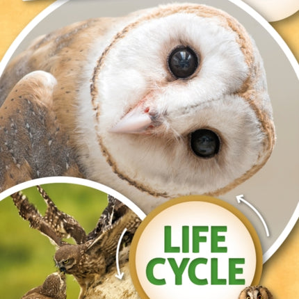 An Owl's Life Cycle