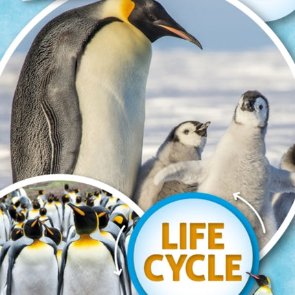 A Penguin's Life Cycle