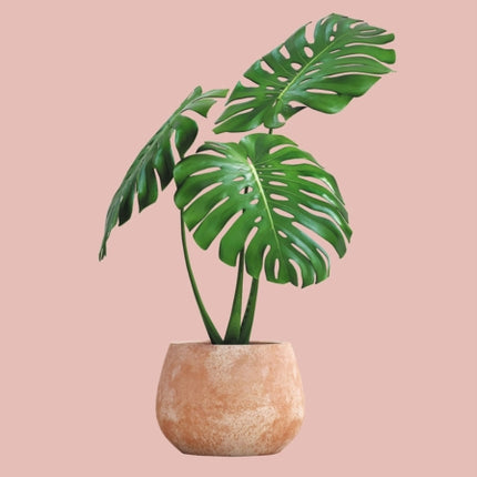 The Pocket Houseplants