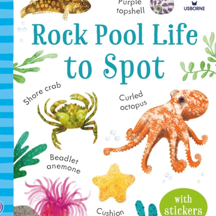 Rock Pool Life to Spot