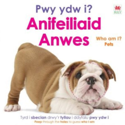 Pwy ydw i Anifeiliaid Anwes  Who Am I Pets