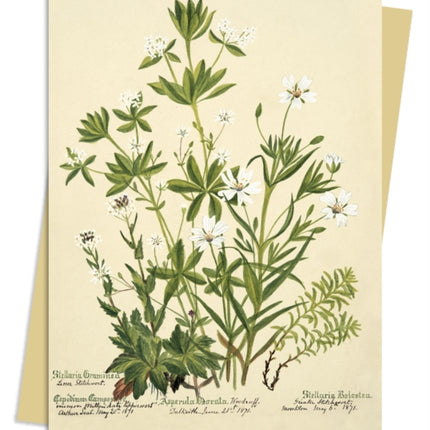 RBGE Charlotte Cowan Pearson Stitchworts Woodruff