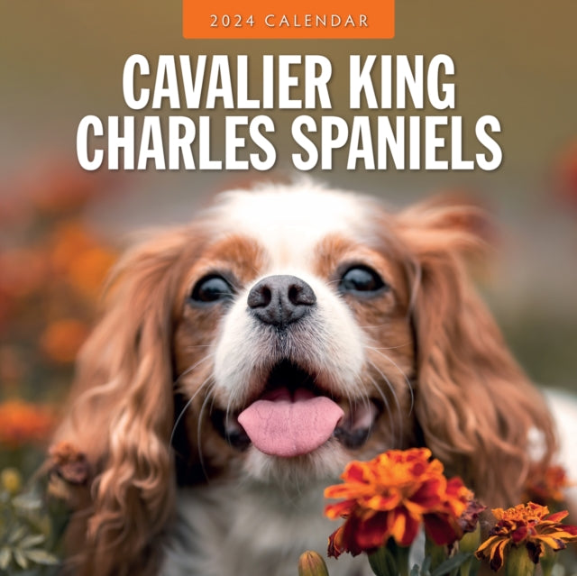 Cavalier King Charles Spaniels 2024 Square Wall Calendar