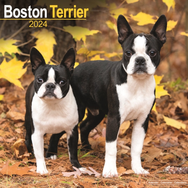 Boston Terrier Calendar 2024  Square Dog Breed Wall Calendar - 16 Month