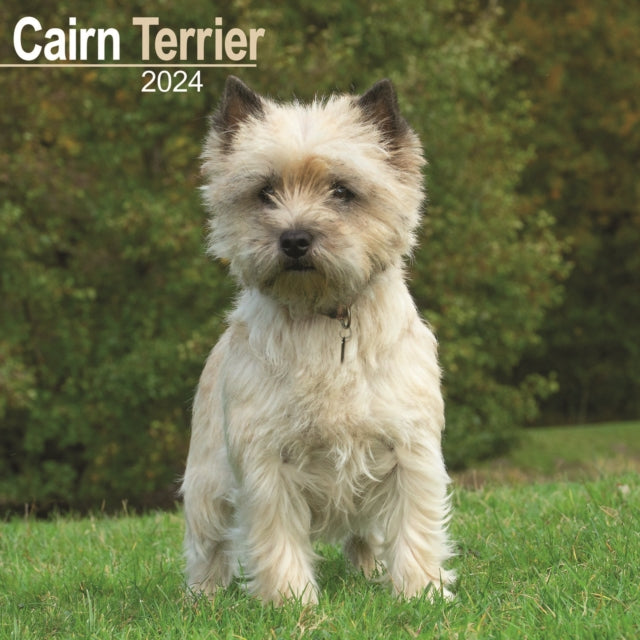 Cairn Terrier Calendar 2024  Square Dog Breed Wall Calendar - 16 Month