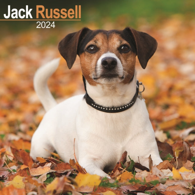 Jack Russell Calendar 2024  Square Dog Breed Wall Calendar - 16 Month