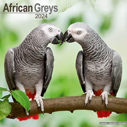 African Greys Calendar 2024  Square Bird Wall Calendar - 16 Month