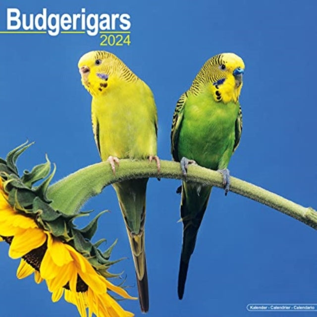 Budgerigar Calendar 2024  Square Bird Wall Calendar - 16 Month