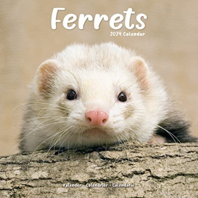 Ferrets Calendar 2024  Square Animal Wall Calendar - 16 Month