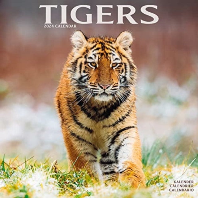 Tigers Calendar 2024  Square Wildlife Safari Big Cats Wall Calendar - 16 Month