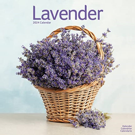 Lavender Calendar 2024  Square Flowers Wall Calendar - 16 Month