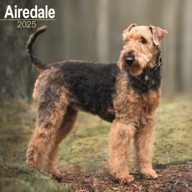 Airedale Calendar 2025 Square Dog Breed Wall Calendar  16 Month