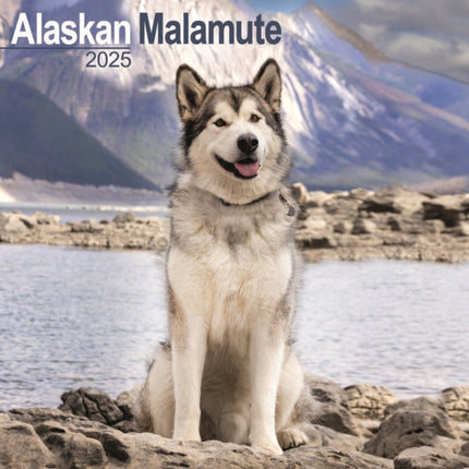 Alaskan Malamute Calendar 2025 Square Dog Breed Wall Calendar  16 Month