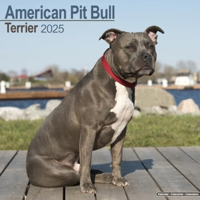 American Pit Bull terrier Calendar 2025  Square