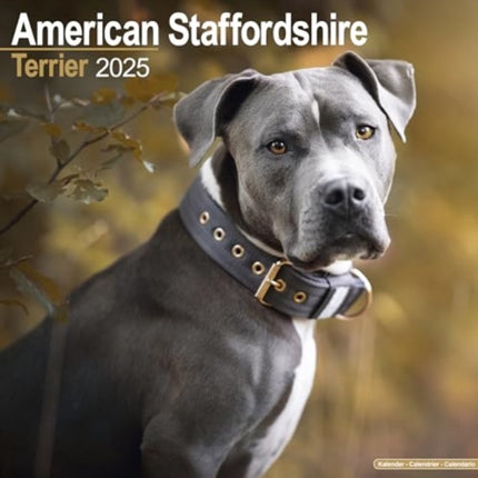 American Staffordshire Terrier Calendar 2025