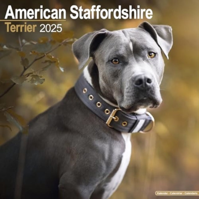 American Staffordshire Terrier Calendar 2025