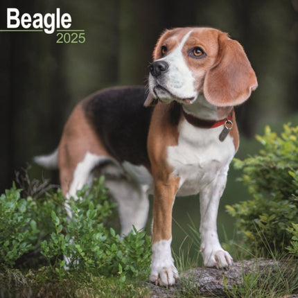 Beagle Calendar 2025 Square Dog Breed Wall Calendar  16 Month