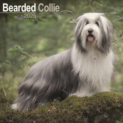 Bearded Collie Calendar 2025 Square Dog Breed Wall Calendar  16 Month