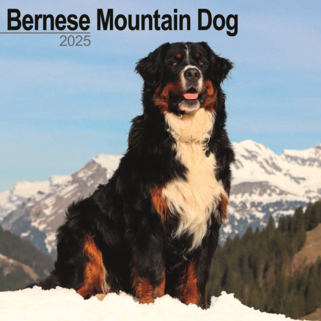 Bernese Mountain Dog Calendar 2025 Square Dog Breed Wall Calendar  16 Month