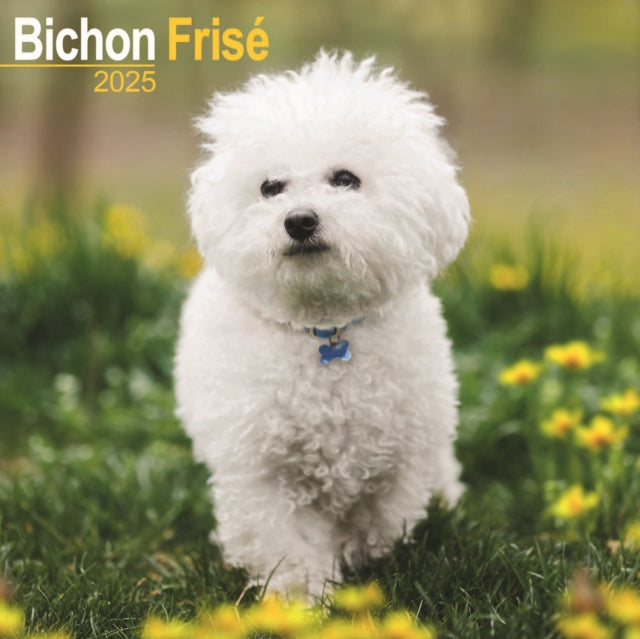 Bichon Frise Calendar 2025 Square Dog Breed Wall Calendar  16 Month