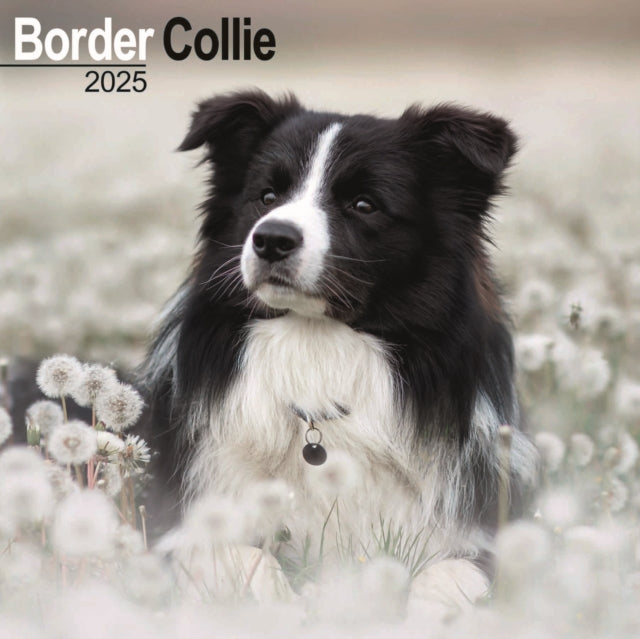 Border Collie Calendar 2025 Square Dog Breed Wall Calendar  16 Month