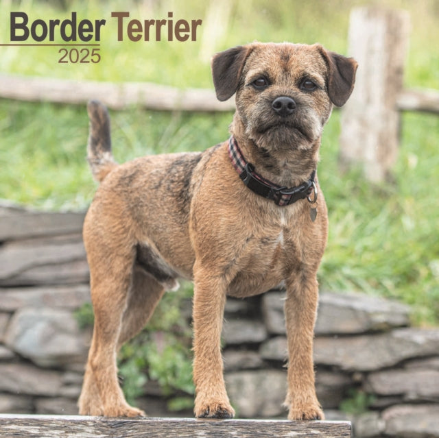 Border Terrier Calendar 2025 Square Dog Breed Wall Calendar  16 Month