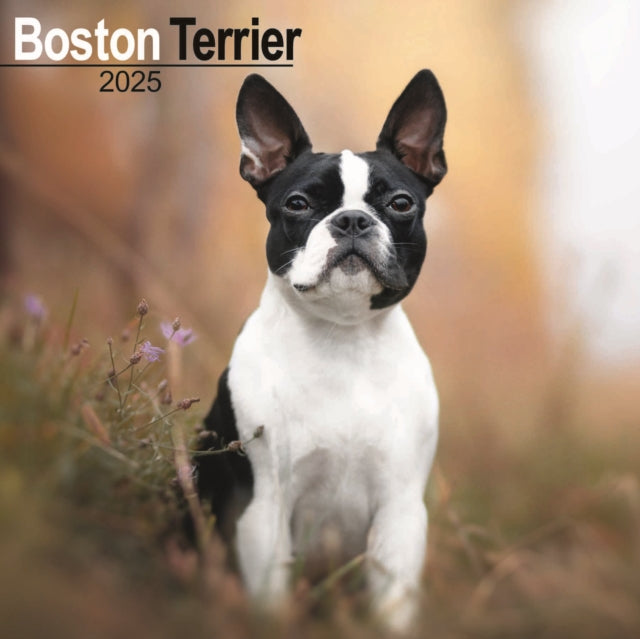 Boston Terrier Calendar 2025 Square Dog Breed Wall Calendar  16 Month