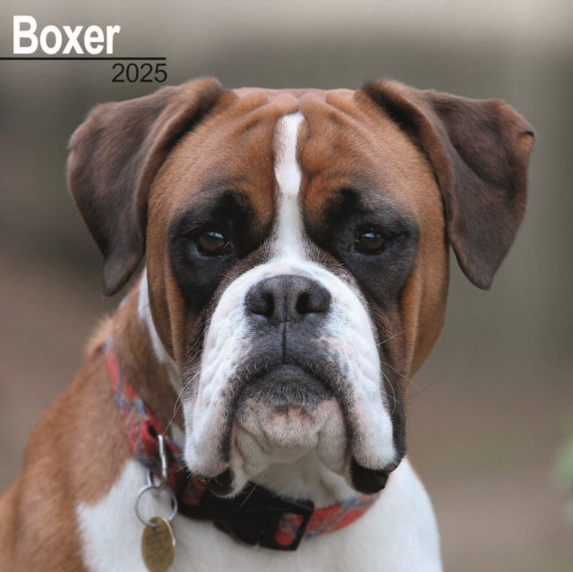 Boxer Euro Calendar 2025 Square Dog Breed Wall Calendar  16 Month