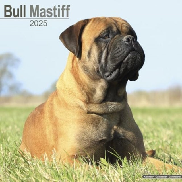 Bull Mastiff Calendar 2025  Square Dog Breed Wall