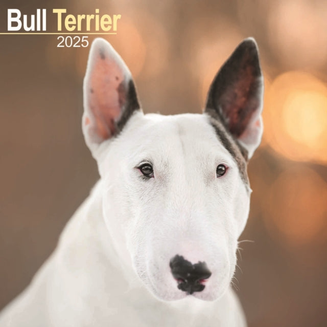 Bull Terrier Calendar 2025 Square Dog Breed Wall Calendar  16 Month