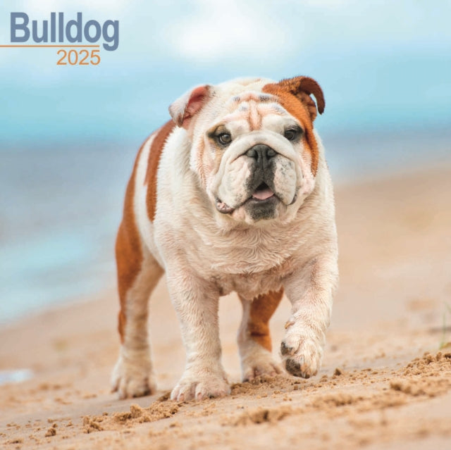 Bulldog Calendar 2025 Square Dog Breed Wall Calendar  16 Month