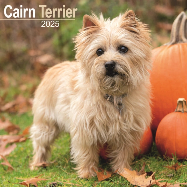 Cairn Terrier Calendar 2025 Square Dog Breed Wall Calendar  16 Month