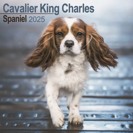 Cavalier King Charles Calendar 2025 Square Dog Breed Wall Calendar  16 Month