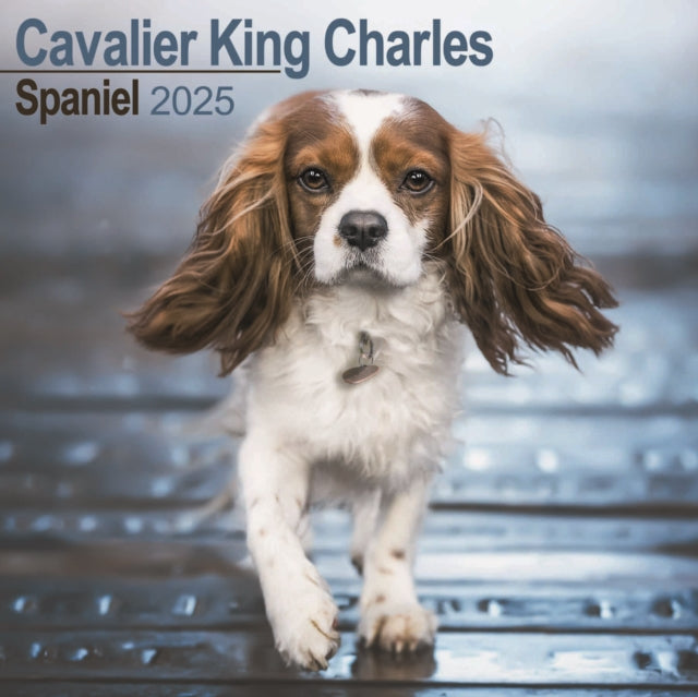 Cavalier King Charles Calendar 2025 Square Dog Breed Wall Calendar  16 Month